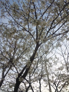 �H��ɍ炩���A