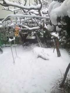 昨日の雪