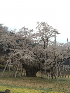 perfect cherry blossom