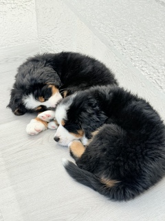 �����������̂�