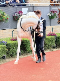 �S�[�W���X�l